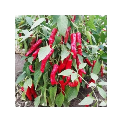 Знаменитый Перец- Pepperoncini (Pepperoncini) Greek (10 семян)