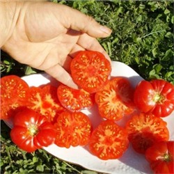 Помидоры С Острова Бали — Bali Tomato (10 семян)
