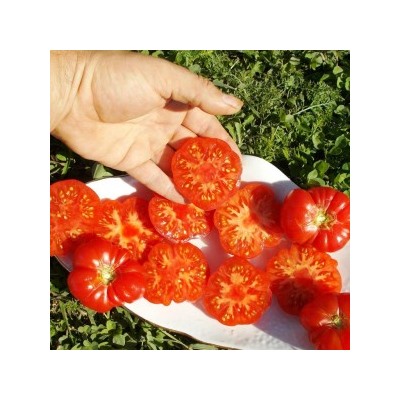 Помидоры С Острова Бали — Bali Tomato (10 семян)
