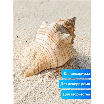 Ракушка декоративная, 8-11 см