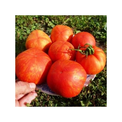 Помидоры Elberta Peach — Полосатый Персик (10 семян)