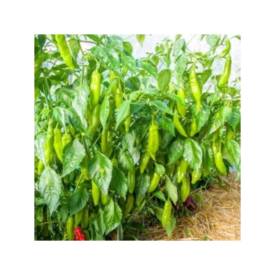 Ягодный Перец Баккатум КАП 455 — Baccatum Pepper CAP 455 (10 семян)
