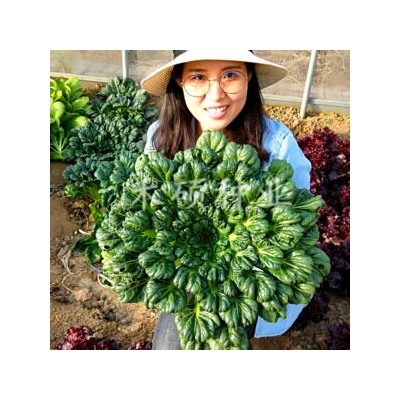 Шпинатная Китайская Капуста Ву Та Цай — 乌塌菜- Spinach Chinese Cabbage Wu Ta Cai (100 семян)