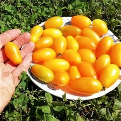 Помидоры — Ампельная Золотая Груша (10 семян)