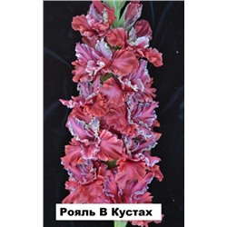 Гладиолус Рояль в Кустах