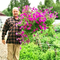 Петуния Фиалковая Дикая — Wild Violet Petunia (100 семян)
