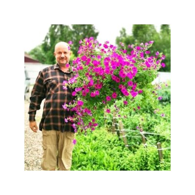 Петуния Фиалковая Дикая — Wild Violet Petunia (100 семян)