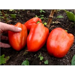 Перец Мамина Реликвия (10 семян)