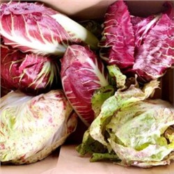Radicchio Italian Mix — Радиккьо, Радиччио Итальянская Смесь Сортов (50 семян)