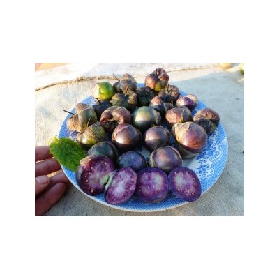 Физалис Фиолетовый — Purple Tomatillo (20 семян)