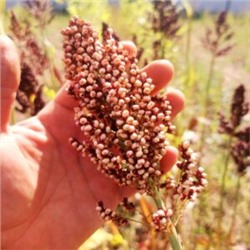 Ба-Е-Цы Северное Зерновое Сорго — Ba-Ye-Qi Sorghum (30 семян)