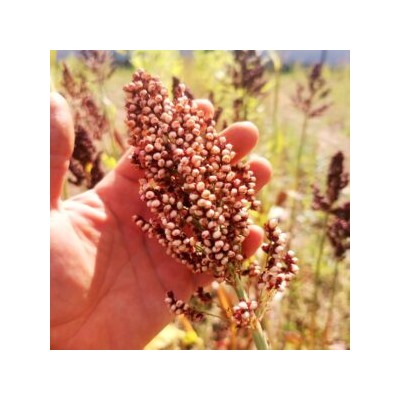 Ба-Е-Цы Северное Зерновое Сорго — Ba-Ye-Qi Sorghum (30 семян)