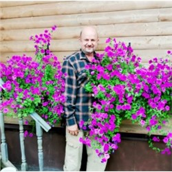 Петуния Фиалковая Дикая — Wild Violet Petunia (100 семян)