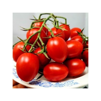 Помидоры Милашка Аннабель — Pretty Annabel Tomato (10 семян)