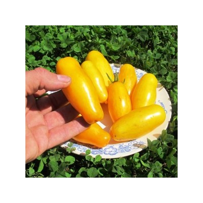 Помидоры Банановые ноги — Banana Legs (10 семян)