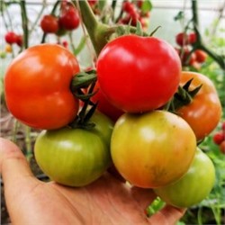 Помидоры Дикий Ангел — Muñeca Brava Tomato(СУПЕР УСТОЙЧИВОСТЬ к КЛАДОСПОРИОЗУ) (10 семян)