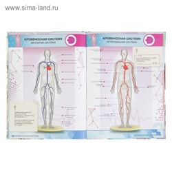 Энциклопедия 4D в дополненной реальности «Анатомия»