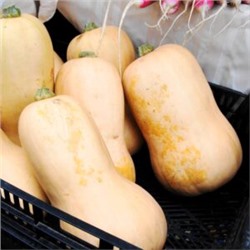 Уолтемская Тыква Баттернат — Waltham Butternut Squash (5 семян)