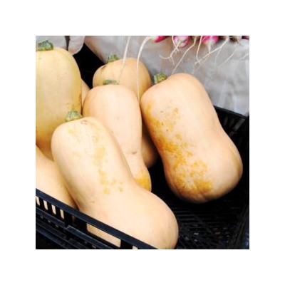 Уолтемская Тыква Баттернат — Waltham Butternut Squash (5 семян)