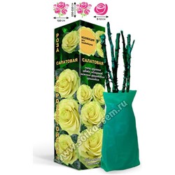 Роза Салатовая (клаймбер-плетистая) сл.кость с бледно-зел оттенком