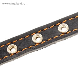 Ошейник кожаный на синтепоне, безразмерный, 37 х 1,5 см, ОШ 21-31 см, синий