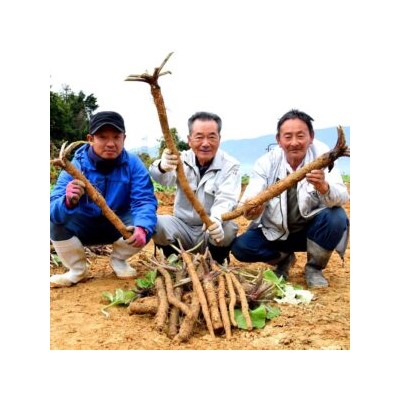 Сортовой Корнеплодный Японский Лопух Такиногава Гобо — 滝野川ゴボ (30 семян)