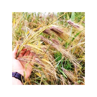 Ячмень Чёрный Тибетский Голозерный Пурпурная Долина — Purple Valley Barley (50 семян)