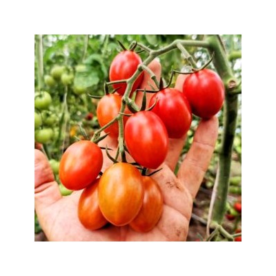 Помидоры Милашка Аннабель — Pretty Annabel Tomato (10 семян)