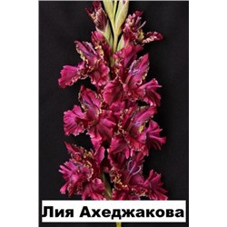 Гладиолус Лия Ахеджакова