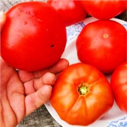 Помидоры Первая Любовь — First Love Tomato (10 семян)
