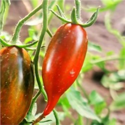 Помидоры Тигровая Зебра — Tiger zebra Tomato (10 семян)