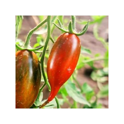 Помидоры Тигровая Зебра — Tiger zebra Tomato (10 семян)