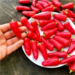 Корнишонный Перчик Сладкие Пикули — Sweet Pickle Peppers (10 семян)