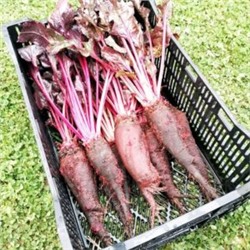 Свёкла Древняя Деликатесная Жаба Краподин — Crapaudine Beet (40 семян)