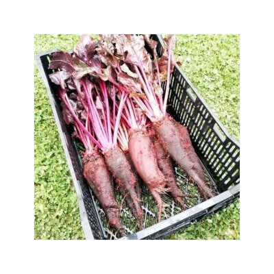 Свёкла Древняя Деликатесная Жаба Краподин — Crapaudine Beet (40 семян)