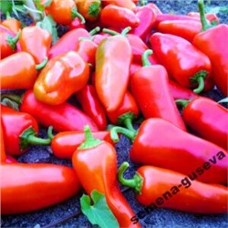 Сладкие Мини-перчики Три Цвета — Sweet Mini Peppers Three Colors (10семян)