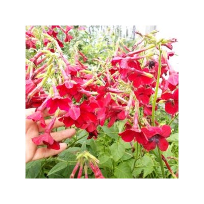 Красный Душистый Табак Сандера — Red Nicotiana Sanderae (100 семян)
