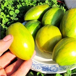Помидоры Гном Дерзкая Машка — Tomato Dwarf Saucy Mary  (10 семян)