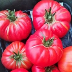 Пурпурные Помидоры Тётушки Джини из Старой Германии — Aunt Ginny’s Purple Tomato (10 семян)