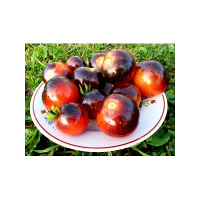Помидоры — Blueberry Tomato — Черника (10 семян)