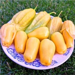 Физалис КОРОЛЕВА МАЛИНАЛЬКО Queen of Malinalco Tomatillos (15 семян)