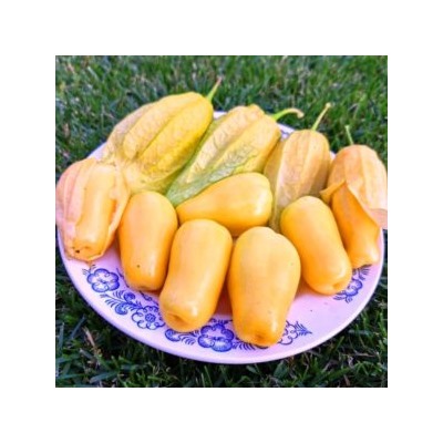 Физалис КОРОЛЕВА МАЛИНАЛЬКО Queen of Malinalco Tomatillos (15 семян)