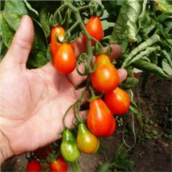 Помидоры Red Pearl – Красный Жемчуг (10 семян)