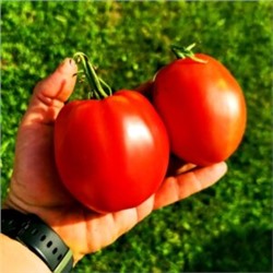 Помидоры Красавица Жигонда из Винодельни Жонкуа — Gigondas Belle Du Joncuas Tomato (10 семян)