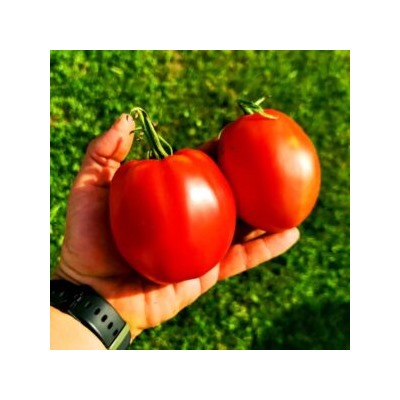 Помидоры Красавица Жигонда из Винодельни Жонкуа — Gigondas Belle Du Joncuas Tomato (10 семян)
