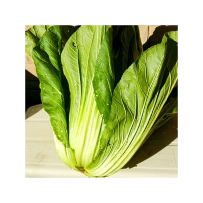 Хиросимана — Сладкая Японская Листовая Капуста — 広島菜 — Hiroshimana Cabbage (40 семян)