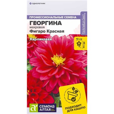 В НАЛИЧИИ. Георгина Фигаро Красная махровая/Сем Алт/цп 5 шт.