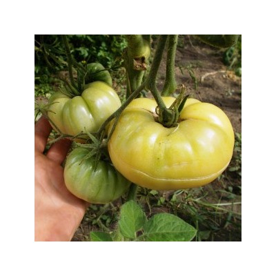 Помидоры Полумесяц — Halfmoon Tomato (10 семян)