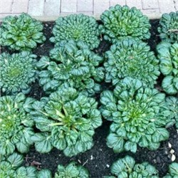 Шпинатная Китайская Капуста Ву Та Цай — 乌塌菜- Spinach Chinese Cabbage Wu Ta Cai (100 семян)