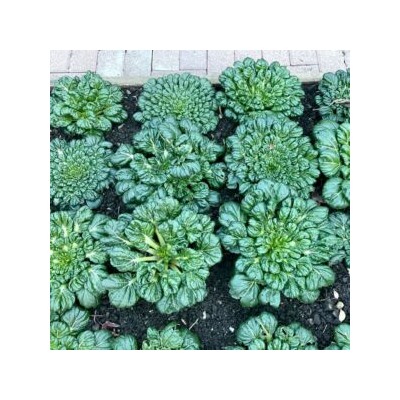 Шпинатная Китайская Капуста Ву Та Цай — 乌塌菜- Spinach Chinese Cabbage Wu Ta Cai (100 семян)